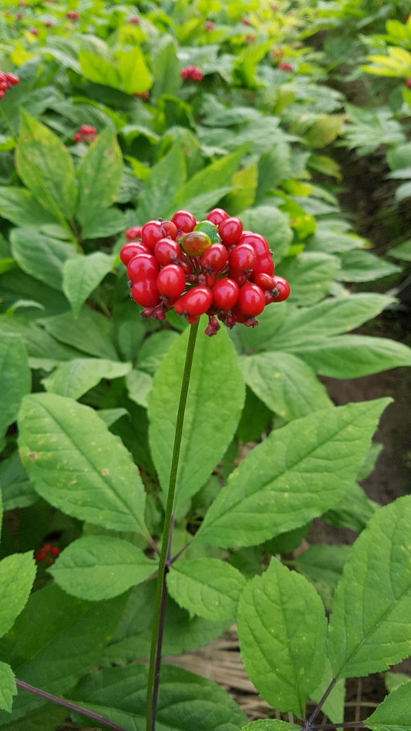How to Grow Ginseng