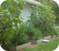 raised beds